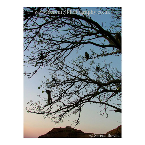 Playful monkeys swing from the trees. Badami, India
